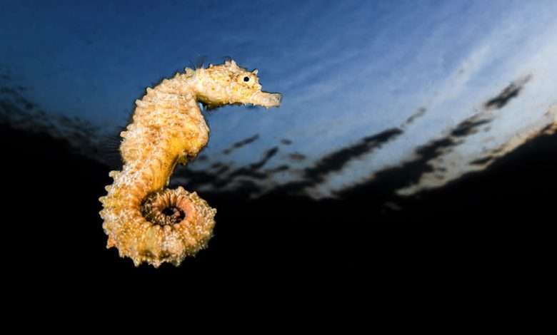 sea horse