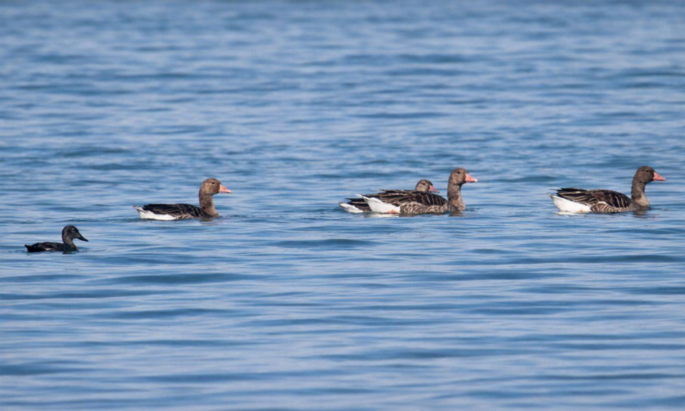 حماية البيئة: 5 أنواع جديدة تنضم لقائمة طيور الكويت ليرتفع عددها إلى 424 نوعا